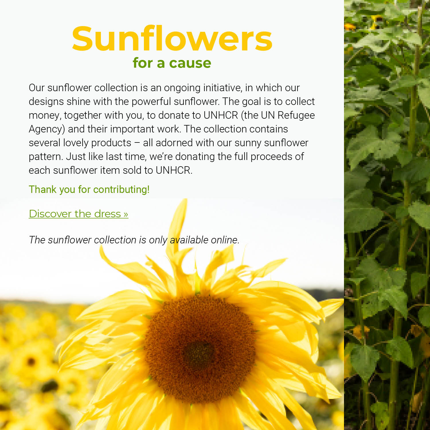 Sunflowers  for a cause