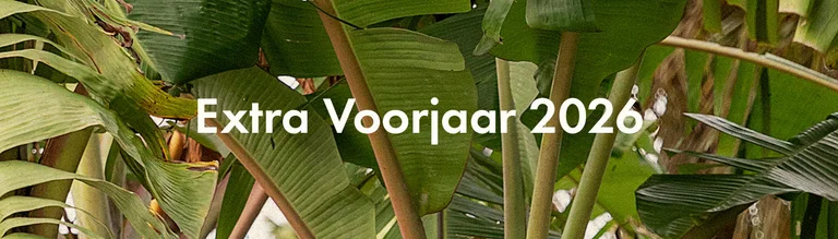 Spring extra collection 2026