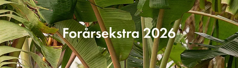 Spring extra collection 2026